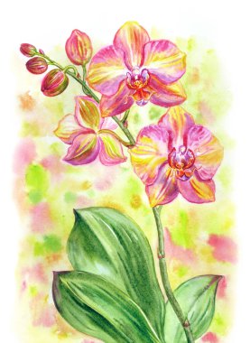 Güzel pembe ve sarı orkide, Phalaenopsis çeşidi Gökkuşağı, değişik bir arkaplanda suluboya resim, poster, kartpostal ve diğer tasarımlar için çiçek deseni.