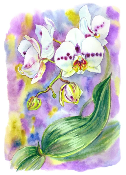 Phalaenopsis Orchidee Wit Met Paarse Vlekken Een Gekleurde Achtergrond Spottie — Stockfoto