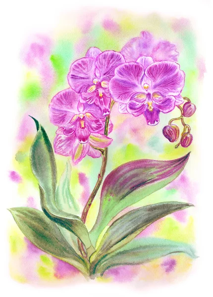 Phalaenopsis Orchidea Rosa Big Lip Sfondo Colorato Varietà Spottion Disegno — Foto Stock