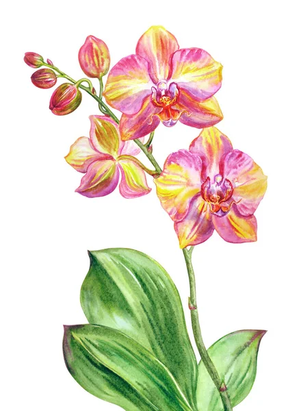 Phalaenopsis Rosa Pêssego Isolado Fundo Branco Flor Tropical Indoor Impressão — Fotografia de Stock
