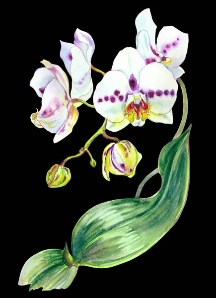 Biała Falaenopsis Fioletowe Plamy Akwarela Ilustracja Czarnym Tle Druk Plakat — Zdjęcie stockowe
