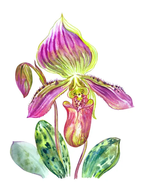 Paphiopedilum Callosum Orchidea Acquerello Sfondo Bianco Illustrazione Botanica Stampa Floreale — Foto Stock