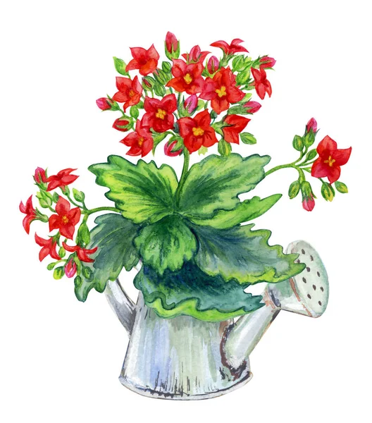 Blühende Kalanchoe Zimmerpflanze Der Garten Gießkanne Aquarell Illustration Auf Weißem — Stockfoto