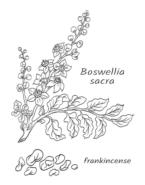 Printbranche Encens Boswellia Sacra Dessin Vectoriel Noir Blanc Résine Plante — Image vectorielle