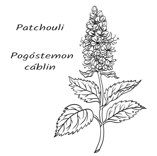 Aromatická Rostlina Pačuli Pogostemon Cablin Černobílá Vektorová Ilustrace — Stockový vektor