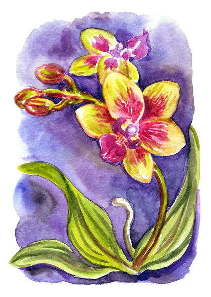 Small yellow orchid on purple background, watercolor illustration, picture for postcard, cover, print for poster and other designs.