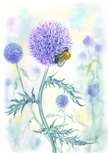 Echinops Bourdon Illustration Aquarelle Impression Pour Affiches Pochette Calendrier Autres — Photo