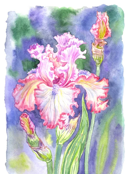 Růžová Duhovka Rozmazaném Purpurově Zeleném Pozadí Akvarel Ilustrace Tisk Pro — Stock fotografie