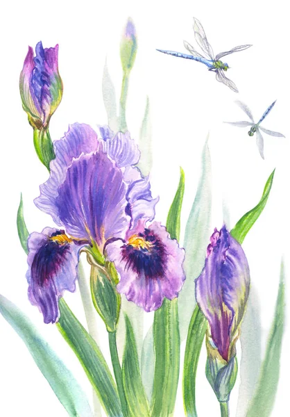 Purple iris and dragonflies, watercolor illustration on white background, print for fabric, covers, postcards and other designs.