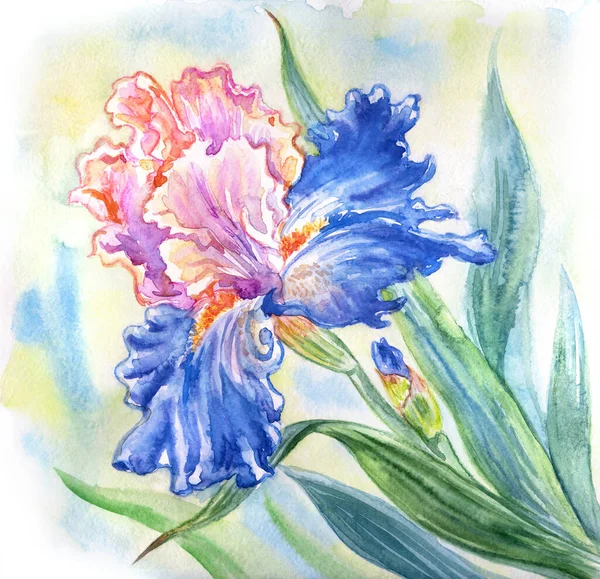 Iris Rosa Azul Ilustración Acuarela Impresión Para Póster Tarjeta Felicitación —  Fotos de Stock