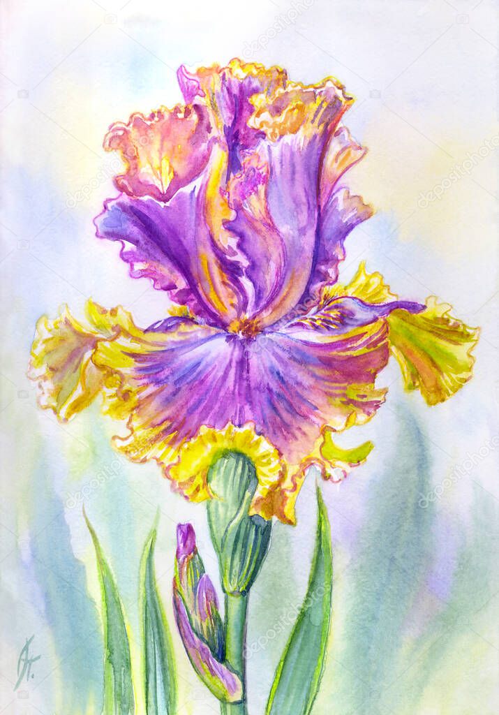 Purple and yellow iris on blurred background, watercolor illustration, print for poster, greeting card, home furnishings decor.