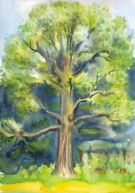 Çayırdaki büyük meşe ağacı, suluboya resim, poster baskısı, tebrik kartları, kapaklar ve diğer tasarımlar..