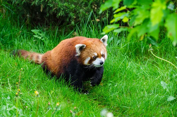 Roztomilý panda červená — Stock fotografie