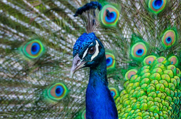 Impressionante pavão colorido — Fotografia de Stock