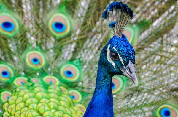 Ohromující barevný Páv — Stock fotografie