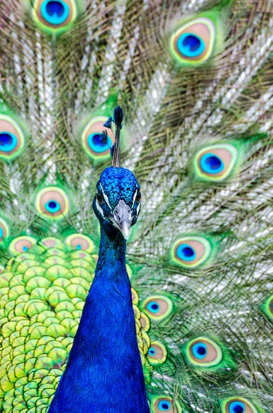 Impressionante pavão colorido — Fotografia de Stock