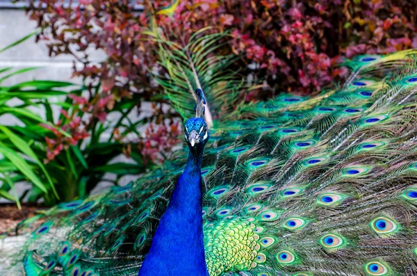 Impresionante colorido pavo real — Foto de Stock