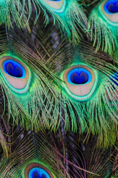 孔雀の尾の羽背景 — ストック写真