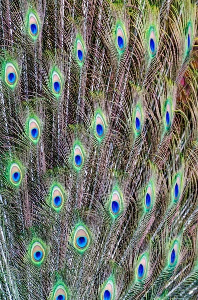 Peacock staart veren achtergrond — Stockfoto