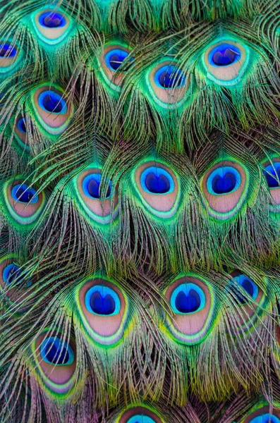 Fondo de pluma de cola de pavo real — Foto de Stock