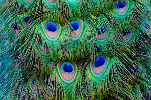 Peacock queue plume fond — Photo