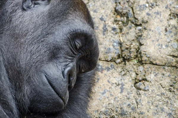 Sleeping Silverback Gorilla — Stock Photo, Image