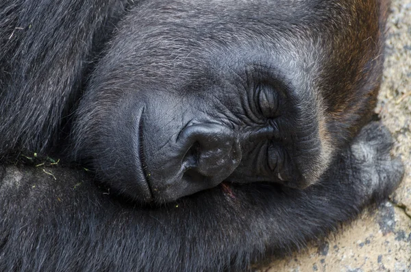 Спящая горилла — стоковое фото