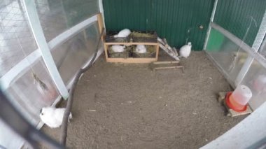 Kuşhanede evcil tavuklar var. Çiftçilik 