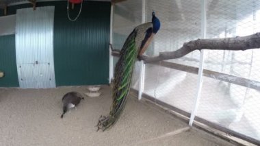 Kuşhane yakın planında tavus kuşu var. 