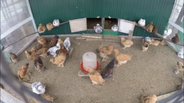 Poulets Domestiques Dans Volière Exploitation Agricole — Video