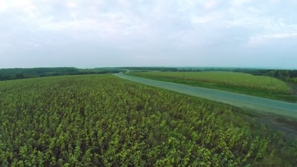 Vista aerea. Strade tortuose, autostrada in autunno. Autostrada M7 "Volga " — Video Stock