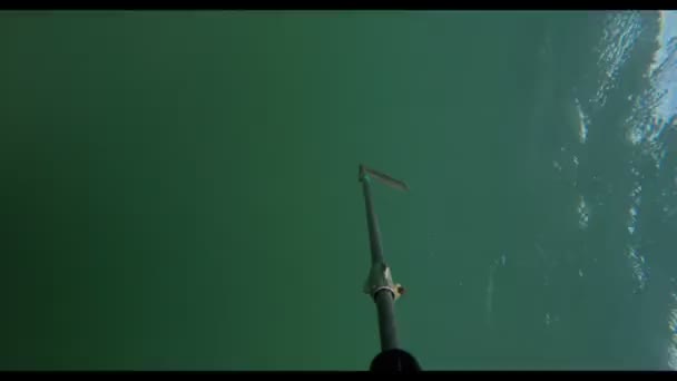 Spearfishing in the river. — Stock Video