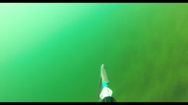 Spearfishing no rio . — Vídeo de Stock