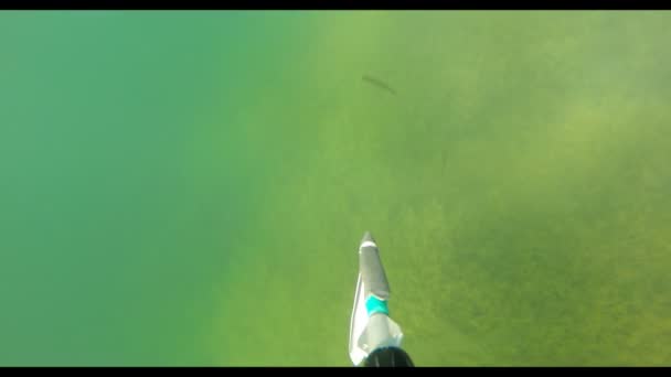 Spearfishing v řece. — Stock video