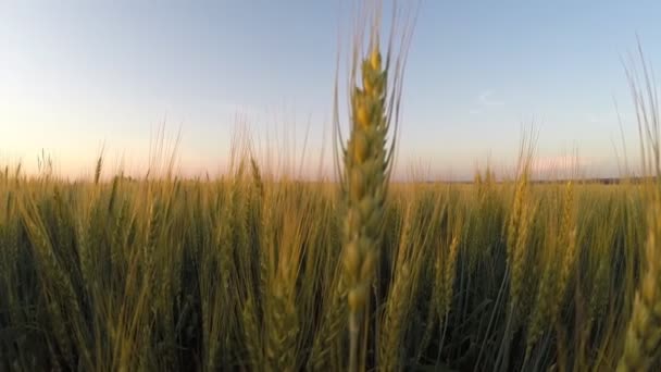 Уши пшеницы. закат — стоковое видео