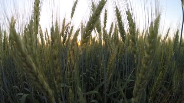 Orelhas de trigo. pôr do sol — Vídeo de Stock