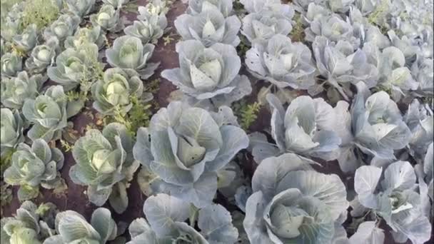 Cabbage growing on a large garden — Stock Video