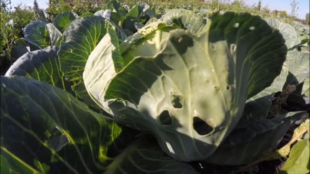 Cabbage growing on a large garden — Stock Video