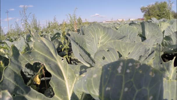 Cavolo che cresce su un grande giardino — Video Stock