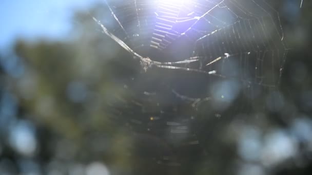Natural Web sur fond vert 