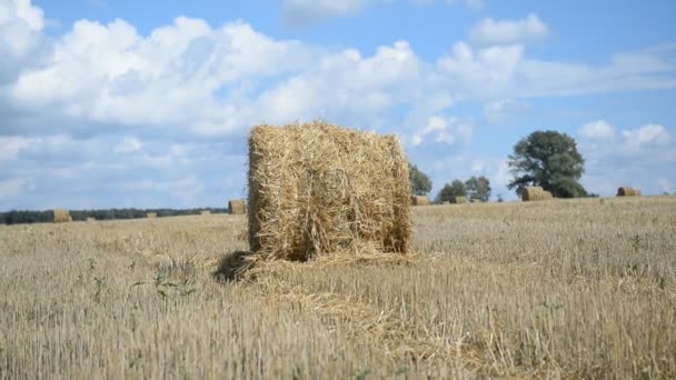 Łące siano w bele okrągłe — Wideo stockowe