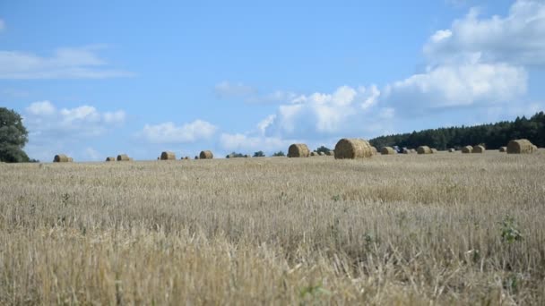 Heno de pradera en fardos redondos — Vídeo de stock