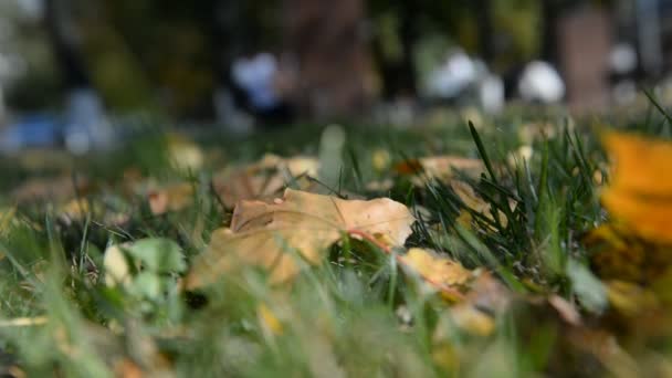 Jesień liść klonu w parku na tle ludzi chodzących — Wideo stockowe