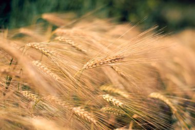 Kış arpa tohumlarını toplamadan önce