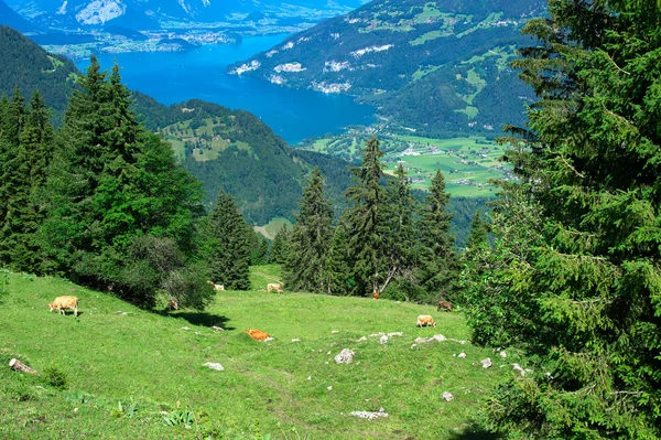 Alpler — Stok fotoğraf