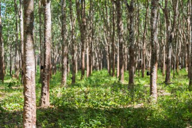 Kauçuk ağaçları satırında ovucu ağaç çiftlik Tayland için
