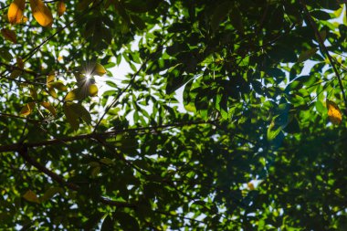 Güneş ışınlarının aydınlatma ile ormandaki yeşil yaprakları