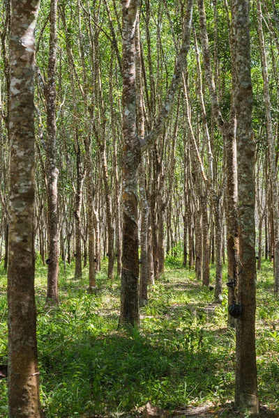 Rubber trees in the row for rubber tree farm in Thailand — Stock Photo, Image