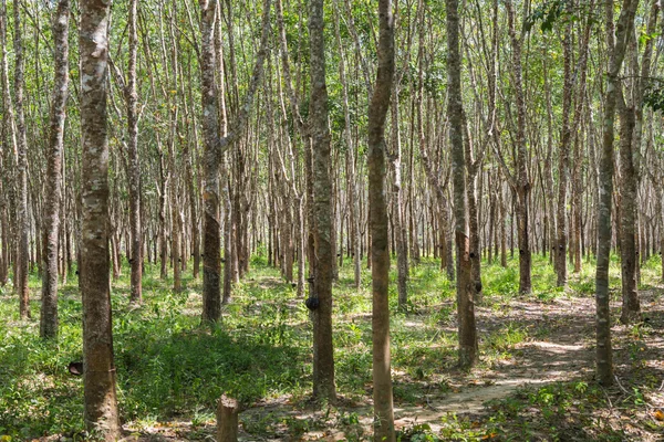 Rubber trees in the row for rubber tree farm in Thailand — Stock Photo, Image