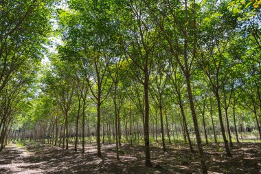 Kauçuk ağaçları satırında ovucu ağaç çiftlik Tayland için